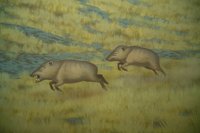 Mylohyus longirostris 