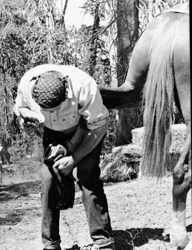 D.A Miller shoeing horse.