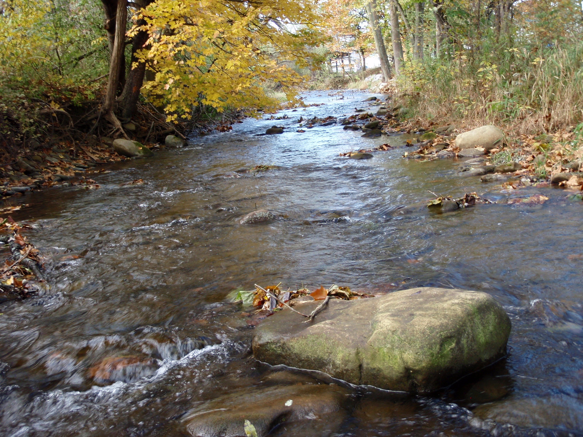 Site visit photo showing the upstream (UP) or downstream (DN) view of a wadeable stream reach taken during benthic macroinvertebrate monitoring at Allegheny Portage Railroad National Historic Site.