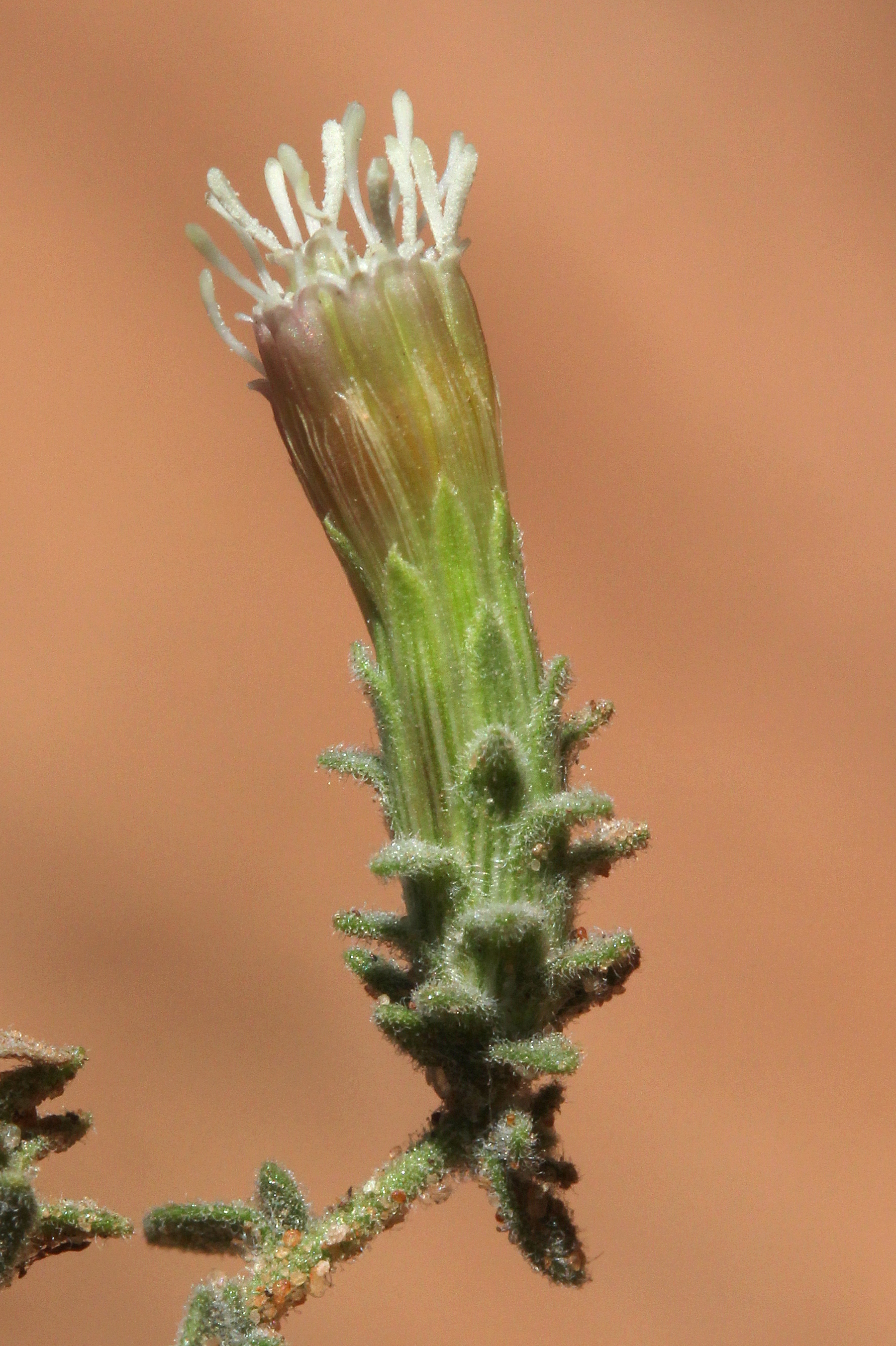 Brickellia microphylla, Rough brickellbush