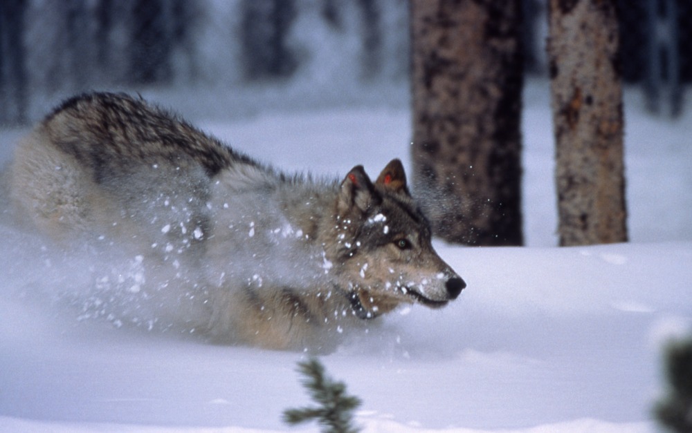 Yellowstone wolf running in snow in Crystal Creek pen; January 1996; Accession No. 15606