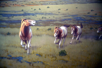 Pliohippus spectans