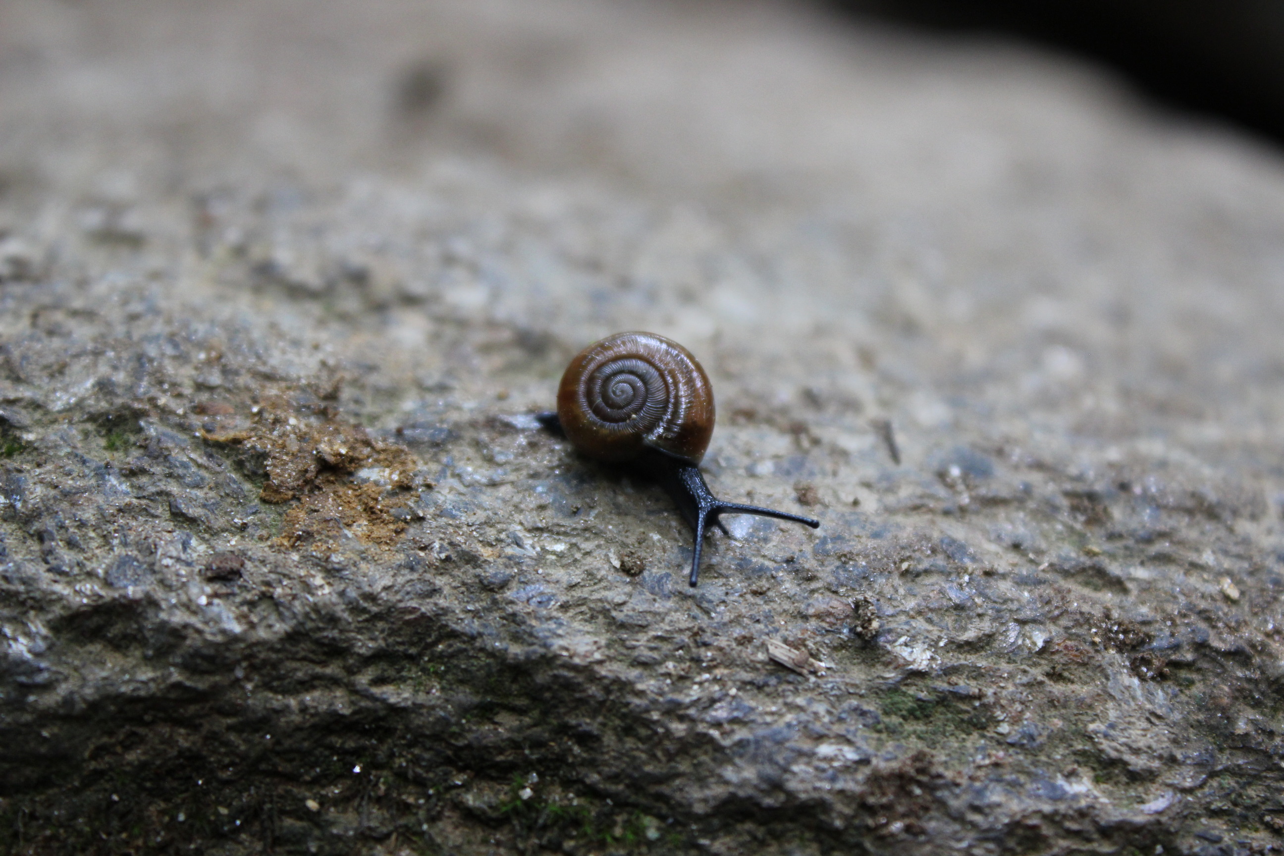 Snail on a rock