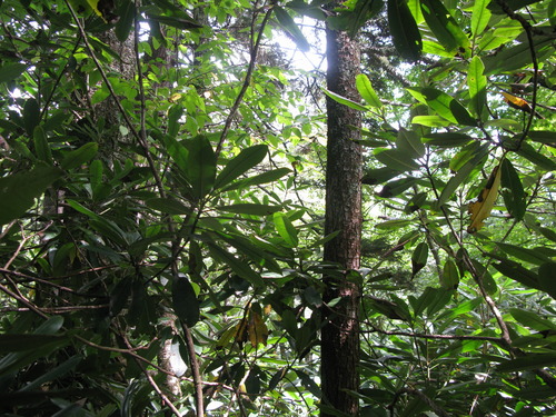 GRSM Accuracy Assessment. Plot Code: GRSM_AA_0553_6