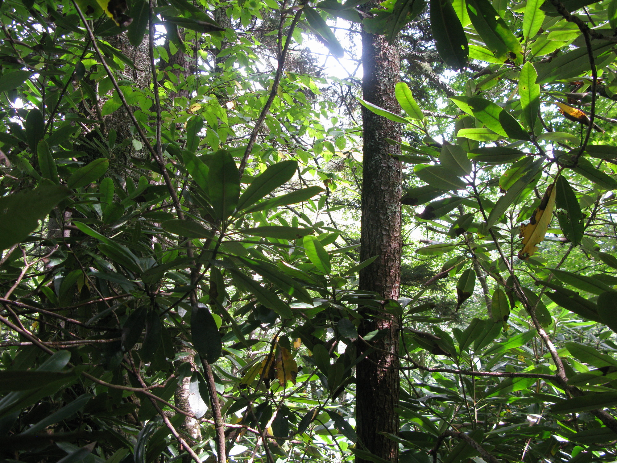 GRSM Accuracy Assessment. Plot Code: GRSM_AA_0553_6