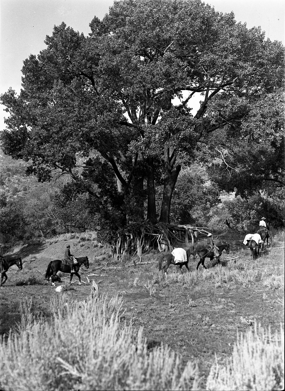 Rangers on horseback proceeding into cottonwood trees along Timber Creek. Pack train passing large cottonwood trees on stilts (roots exposed). Purpose: to show advanced erosion of Timber Creek; remarks: Gregory, Beatty and Jolley passing.