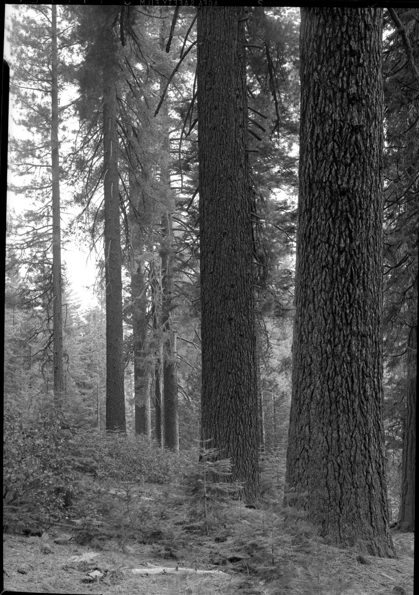 Sugar Pine Near Aspen Valley