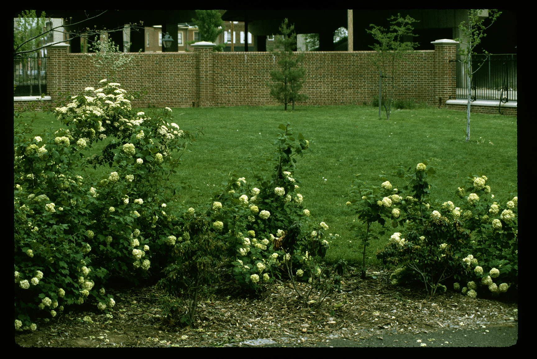 Gloria Dei, looking northwest shrub bed and wall
