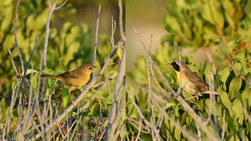 A common yellowthroat male (right) and female (left) on Bodie Spit.