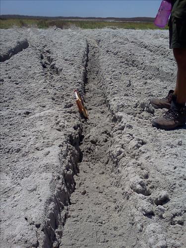 tidal flat disturbance PAIS