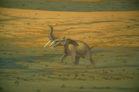 Amebelodon sp.