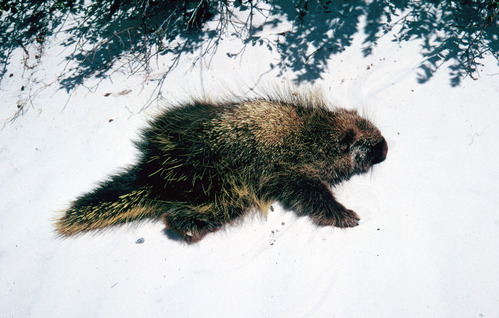 A porcupine laying on top of white sand. 