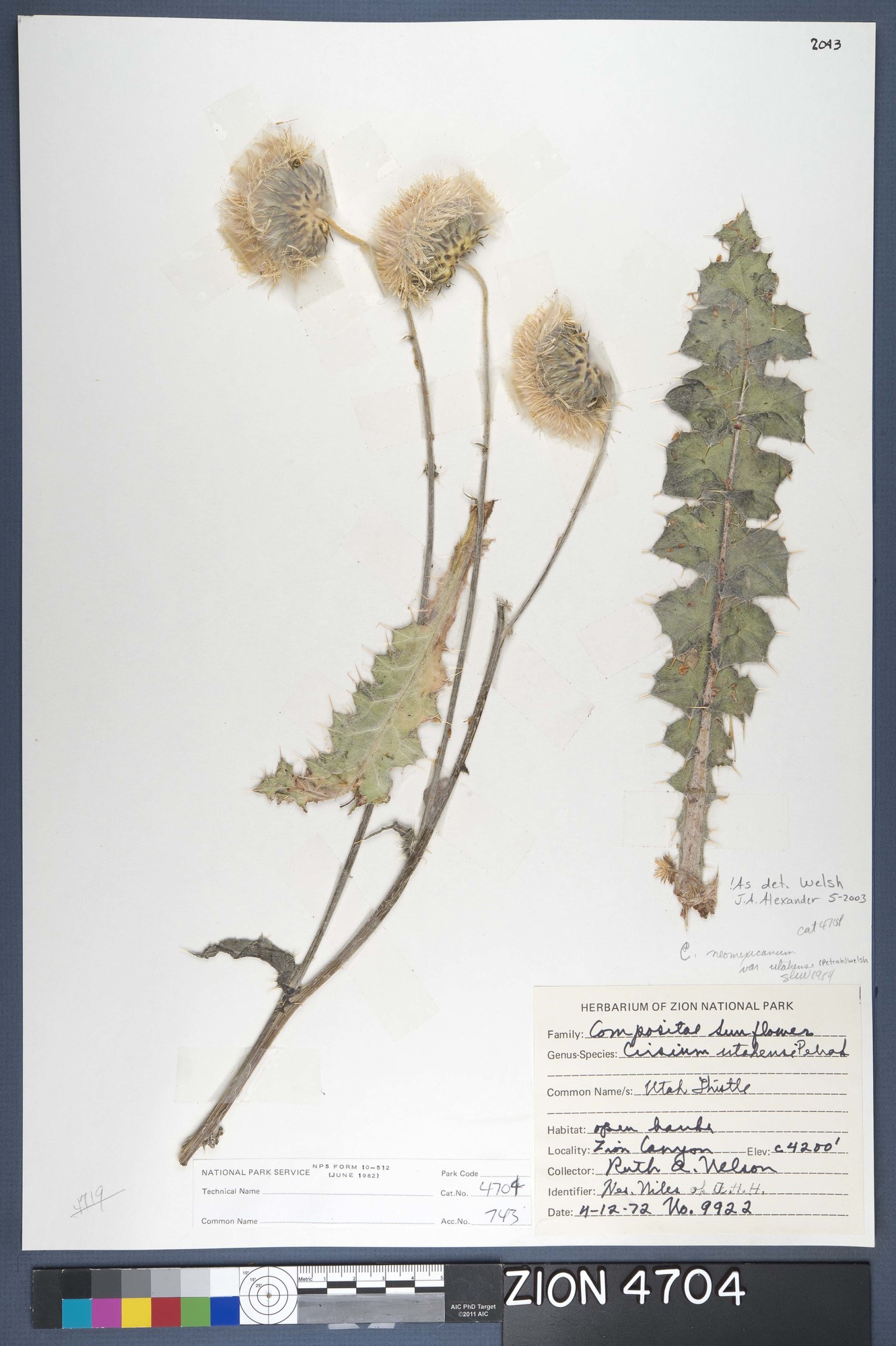 Herbarium Specimen Sheet 4704