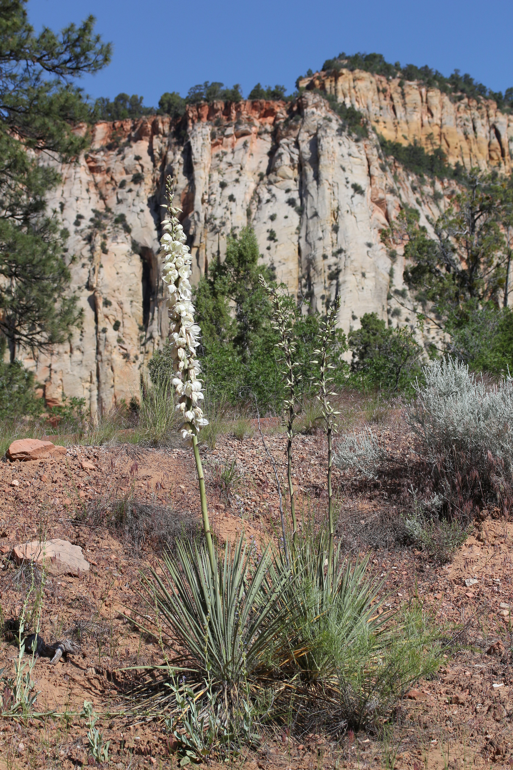 Yucca angustissima, Narrowleaved yucca