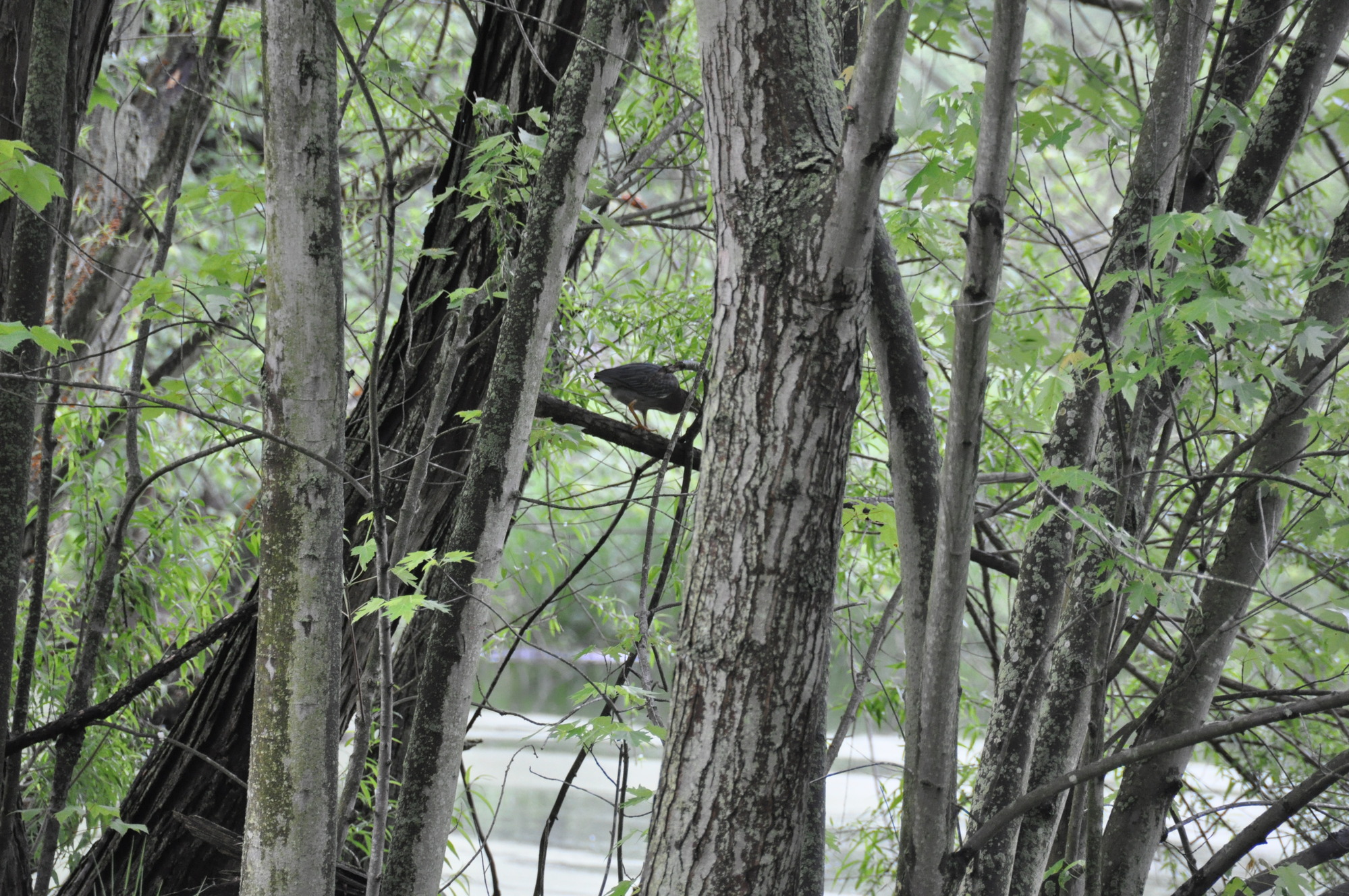 medium sized bird in tree