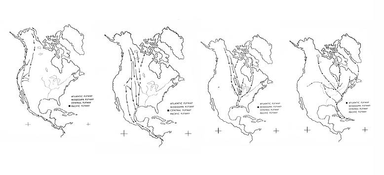 Maps of the United States and Central America depicts the Atlantic Flyway, Mississippi Flyway, Central Flyway, and Pacific Flyway.