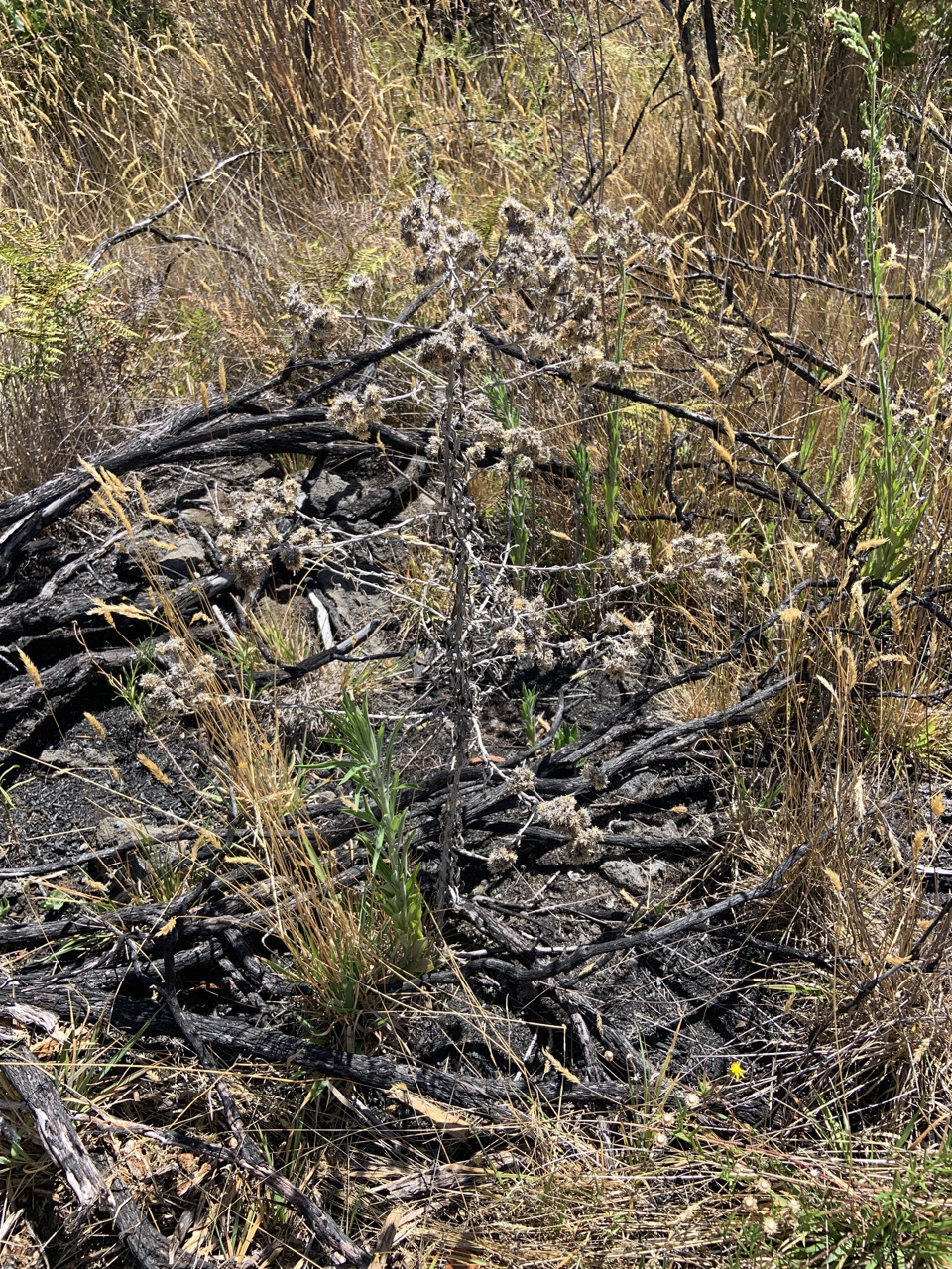 Photo of plant Aster spp
