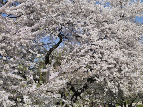 Yoshino cherry tree in full bloom