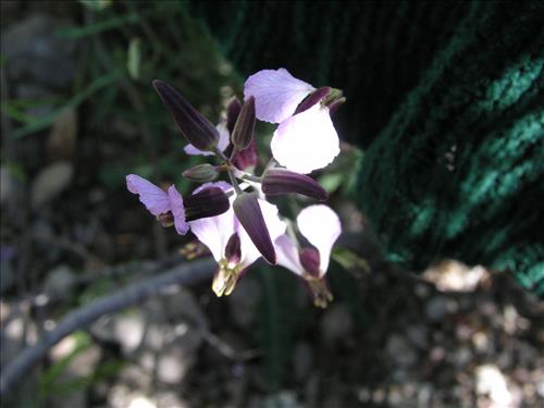 Streptanthus cutleri. Big Bend National Park, Tunnel. March 2004