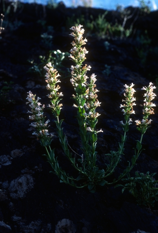 a plant with tall stems and many clusters of long white flowers