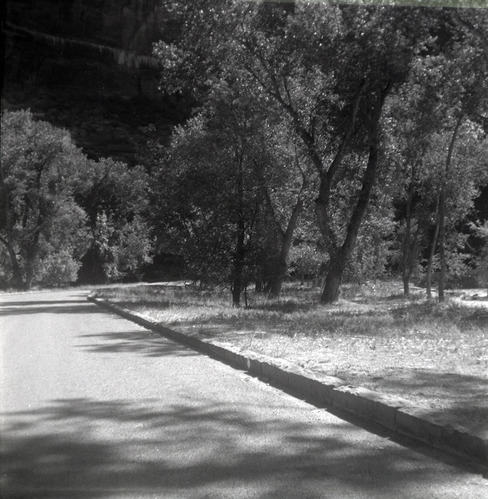 Tree lined road along the scenic canyon drive near the Grotto.