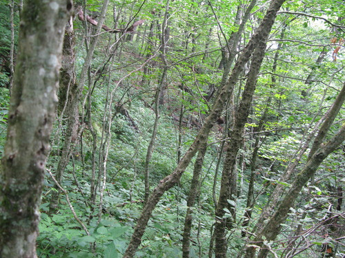 GRSM Accuracy Assessment. Plot Code: GRSM_AA_0250_3