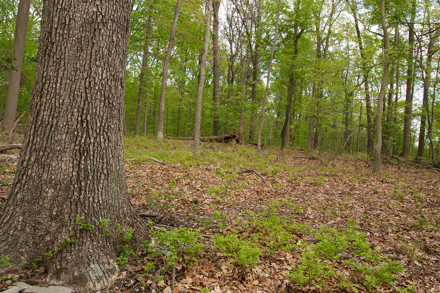 Mixed Oak / Heath Forest