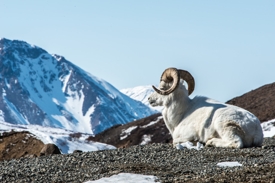 a white sheep sitting on a gravel road atop a mountain