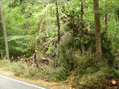 Remove Hazard Trees in OaCC-1 & CC-4, CC-2 & CC-5, Entrance Districts at Prince William Forest Park, Wind Storm 2012