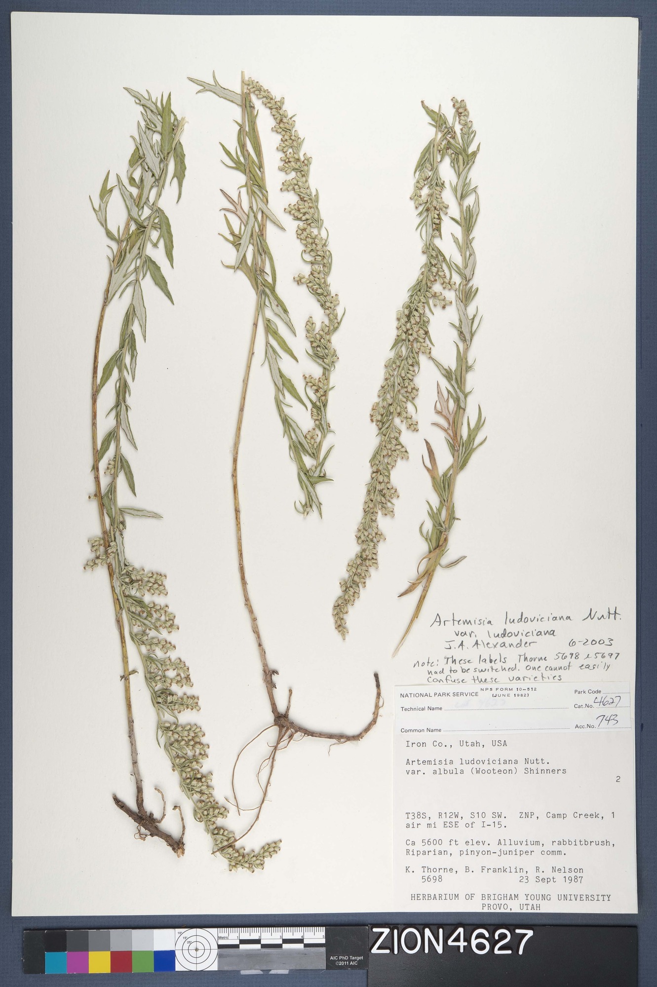 Herbarium Specimen Sheet 4627