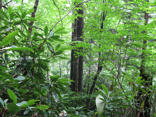 Plot Code: GRSM_AA_0436_3