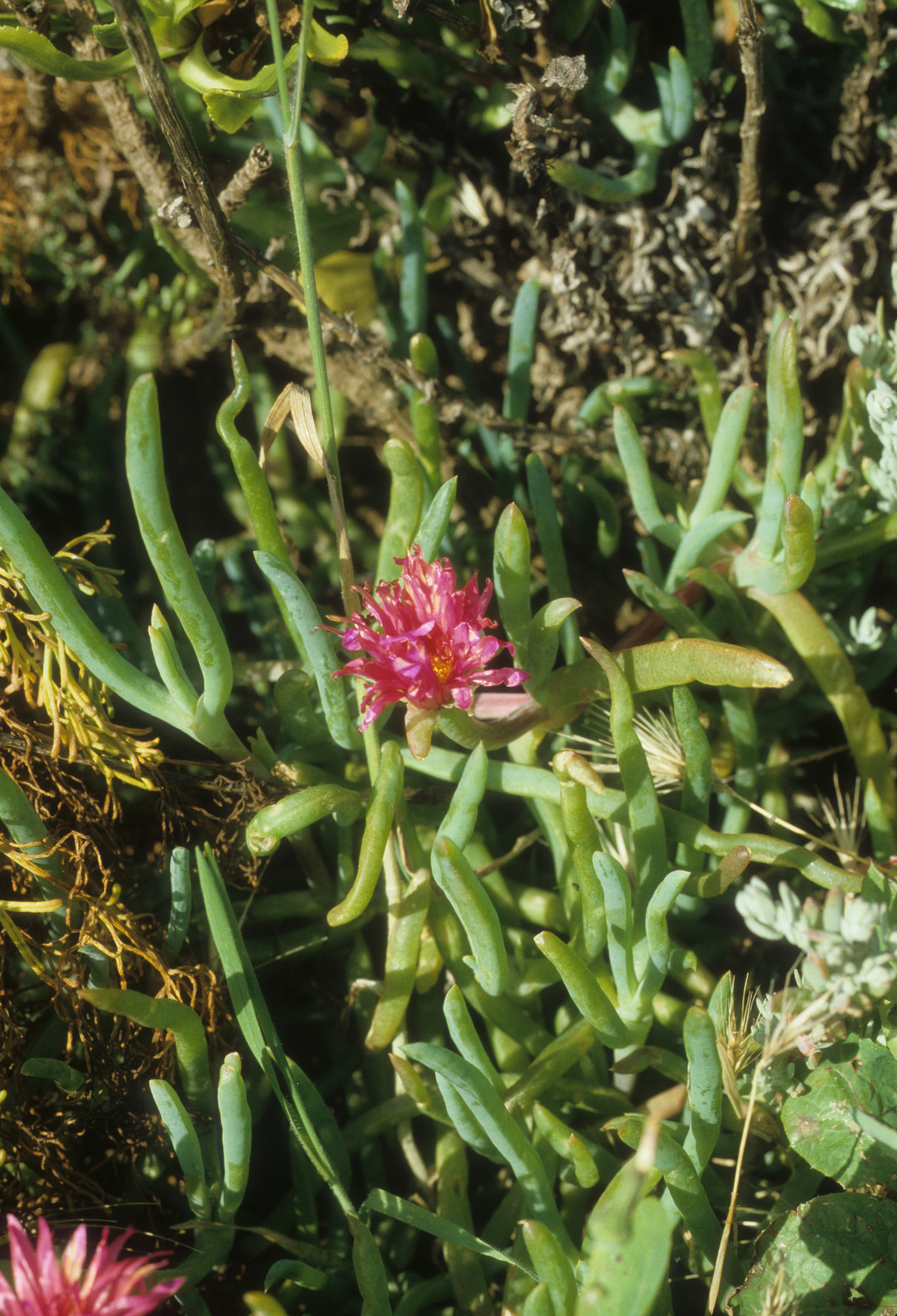Iceplant