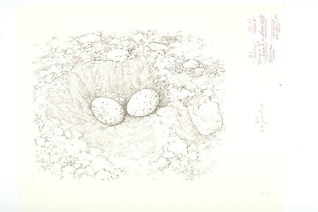 Detail of a Peregrine scrape (hollow) on a high ledge with two eggs.