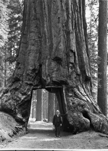 Galen Clark at the Wawona Tree. Copied by Michael Dixon, October 1980.