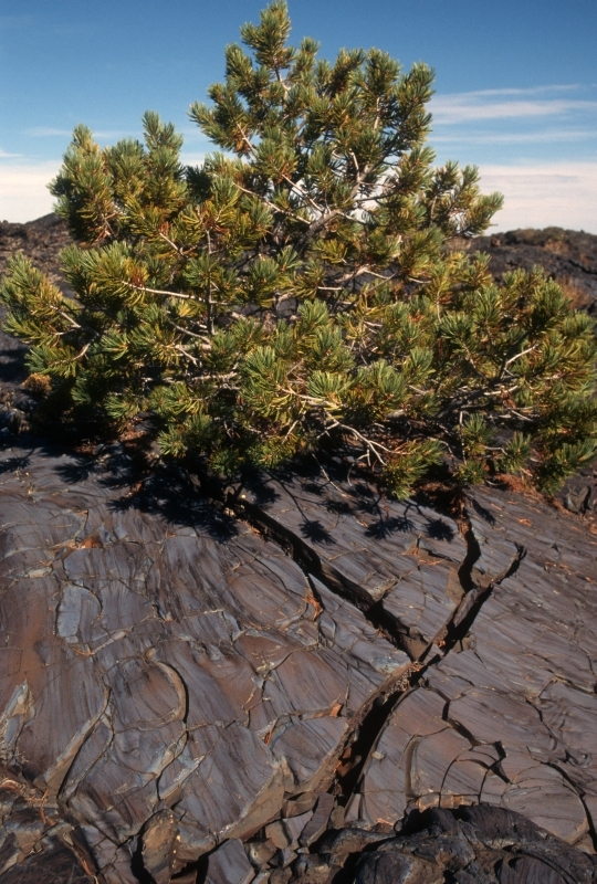 a pine tree growing out of a crack in a dark lava rock with blueish surface