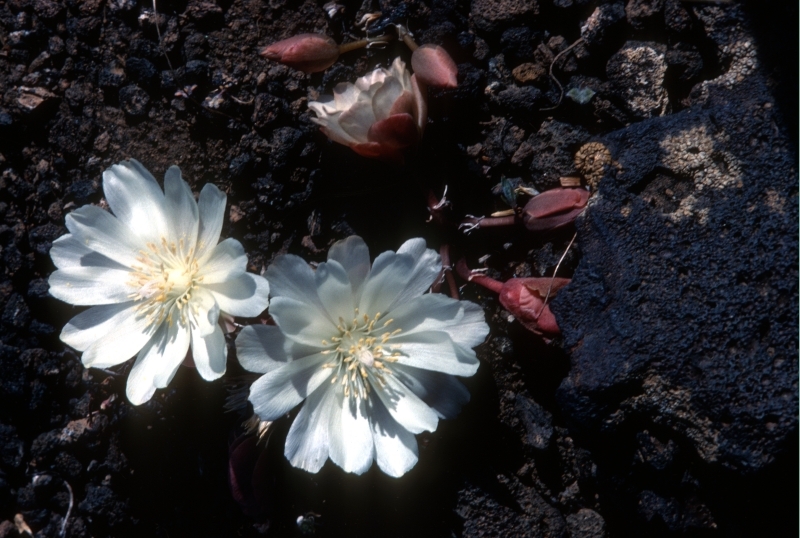 two white flowers next to several red buds