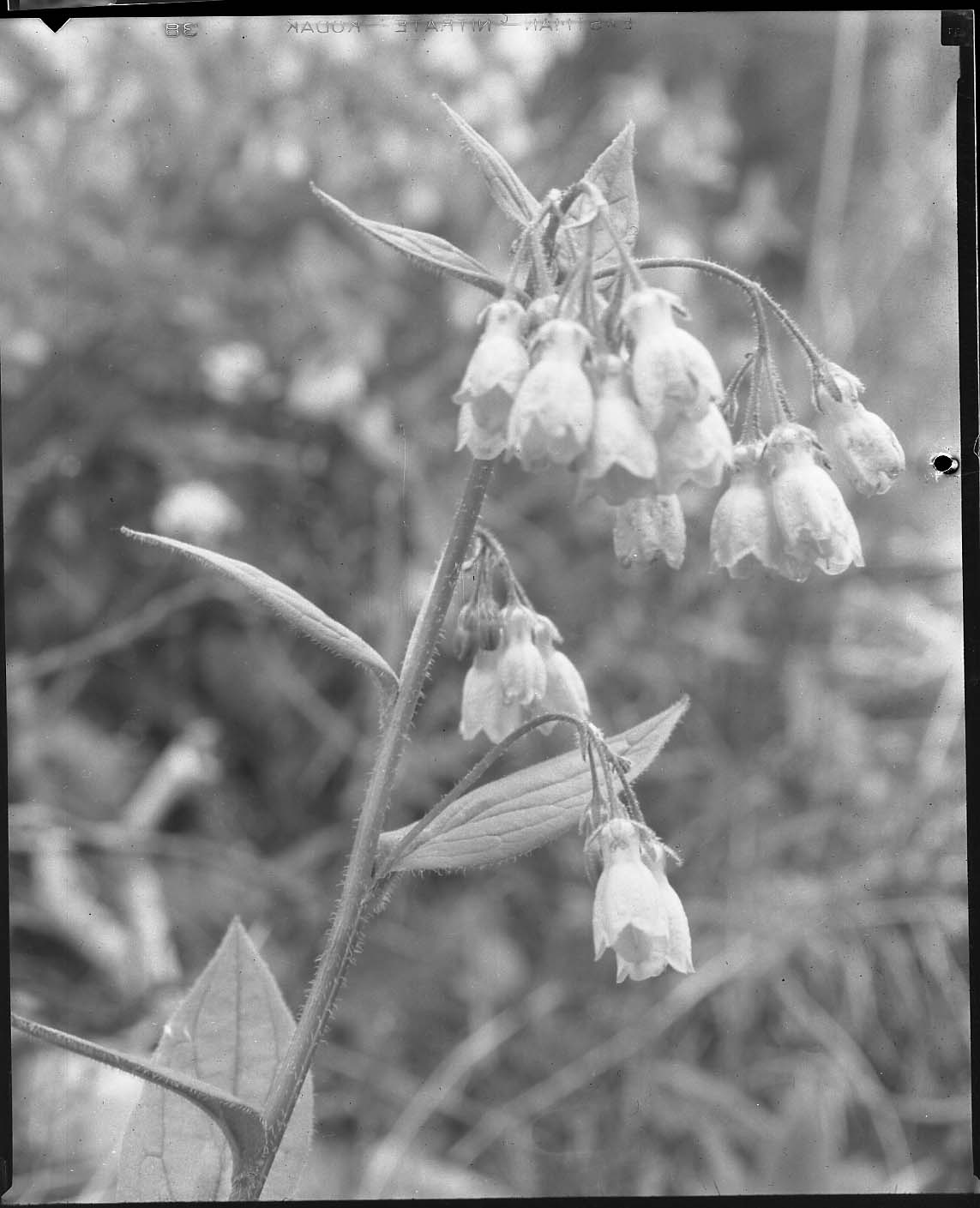 McKinley National Park