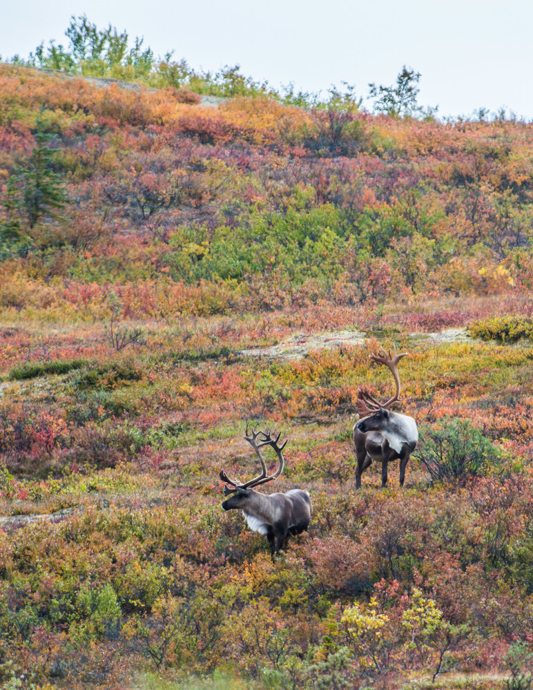 two male caribou with large antlers standing in knee-high brush tinged red, orange and yellow