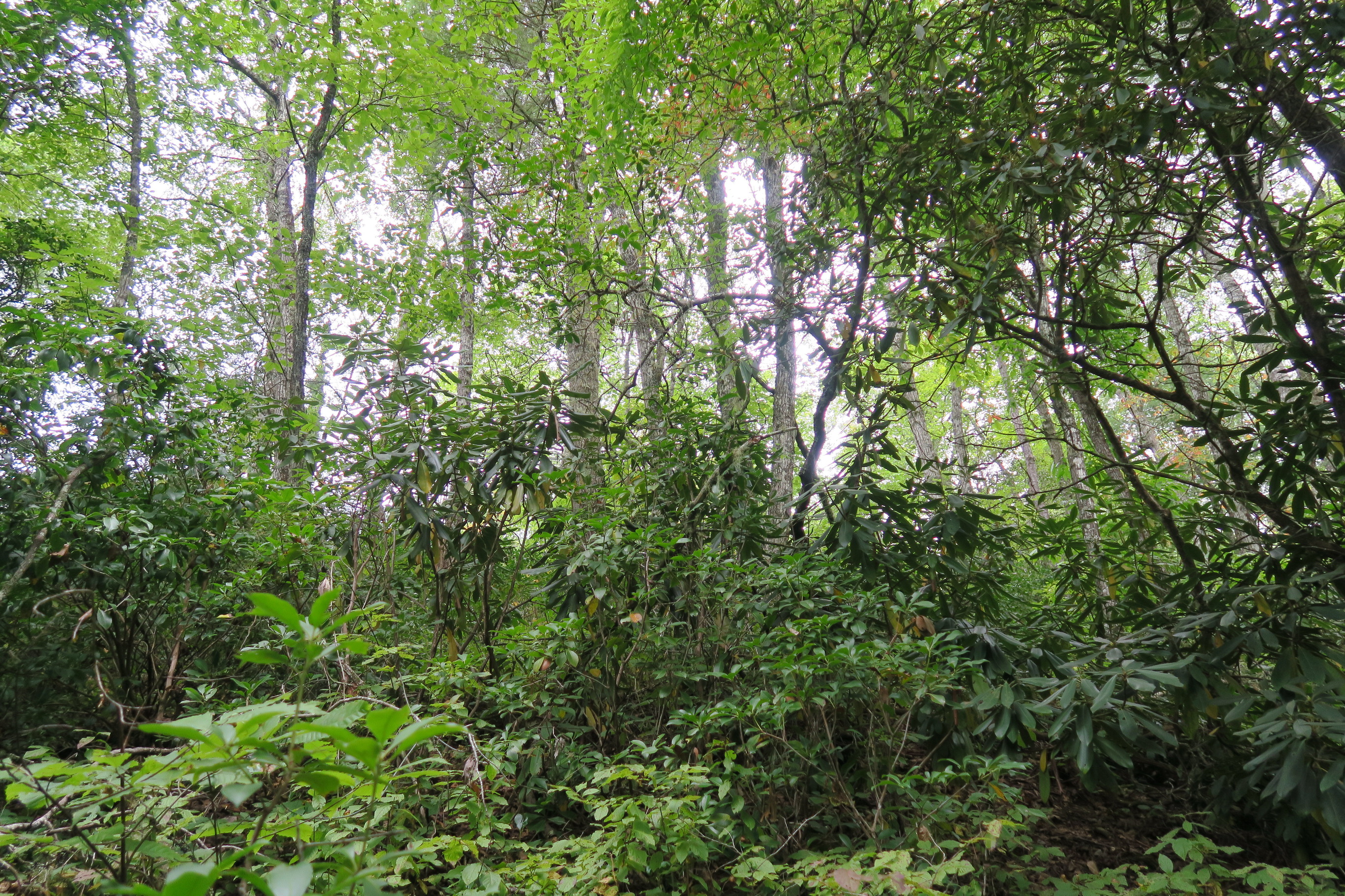 GRSM Accuracy Assessment. Plot Code: GRSM_AA_0804_5