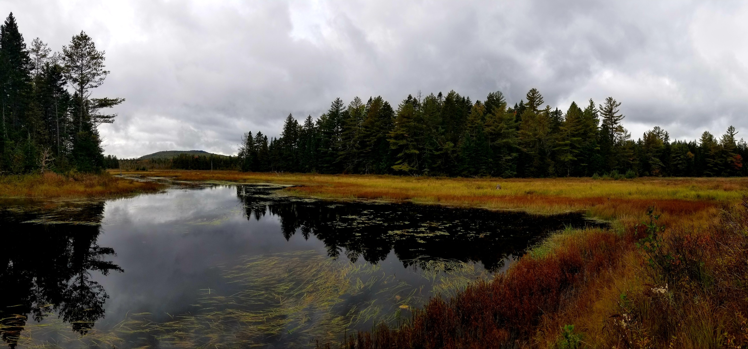 A panoramic image of still water surrounded by grass and pines.