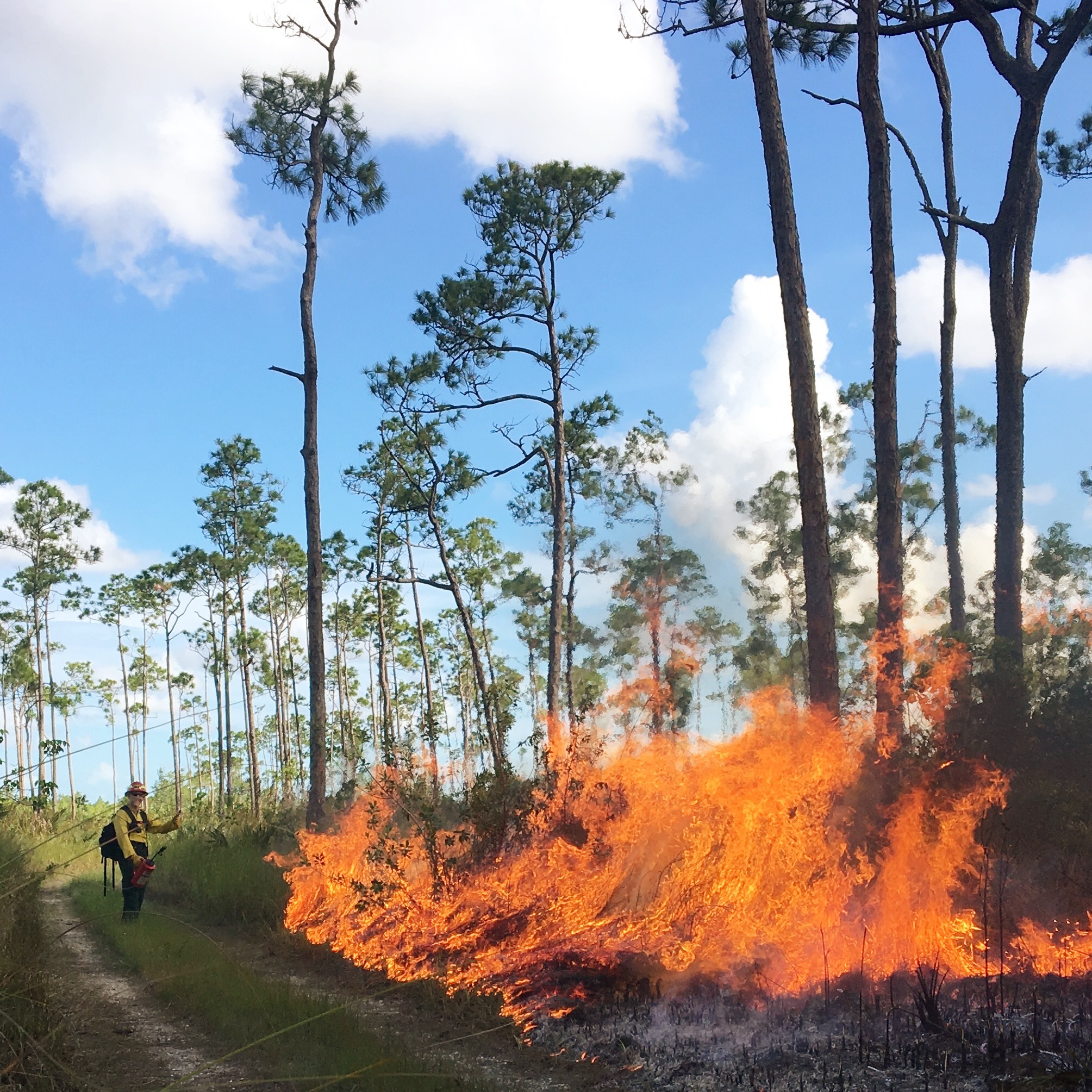 Firefighter watches as the fire burns off the trail and into the pinelands.