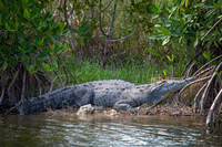 An American crocodile lounges on a bank among mangrove trees.