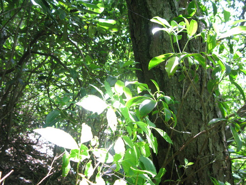 GRSM Accuracy Assessment. Plot Code: GRSM_AA_0420