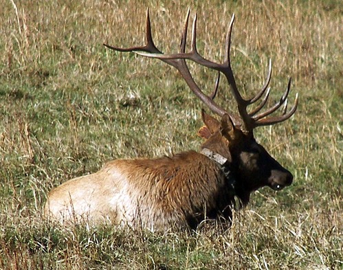 A bull elk rests during the day in Cataloochee Valley.