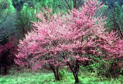 Redbuds bloom is April at low elevations in the park.