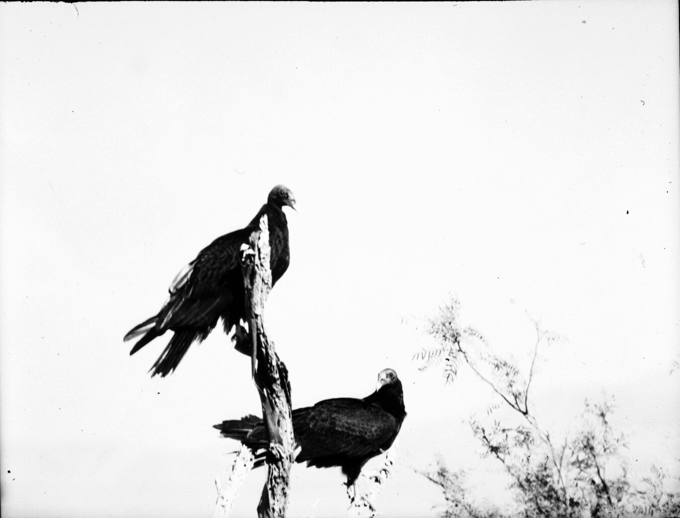 Two turkey vultures in a tree.