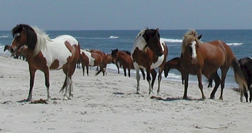 Horses on the beach at Assateague Island National Seashore, 527kb