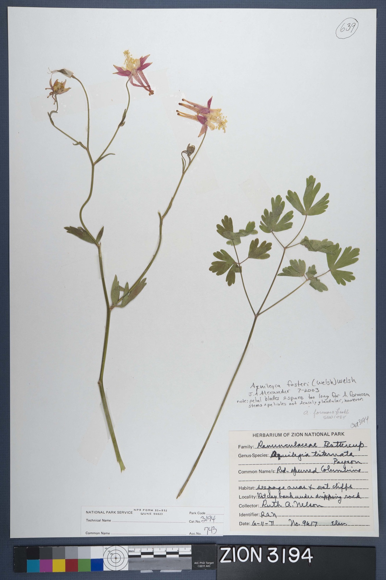 Herbarium Specimen Sheet 3194