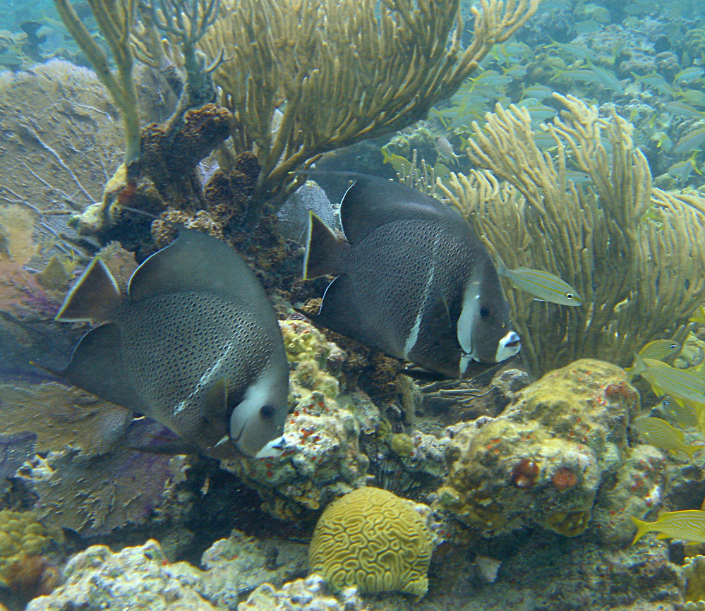 Gray Angelfish (Pomacanthus arcuatus)
