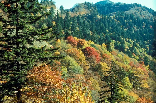 Roads throughout the park offer views of autumn leaves